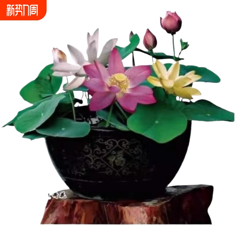 盆栽碗莲种子四季好养活室内水培水养睡莲植物花种子鲜花水里