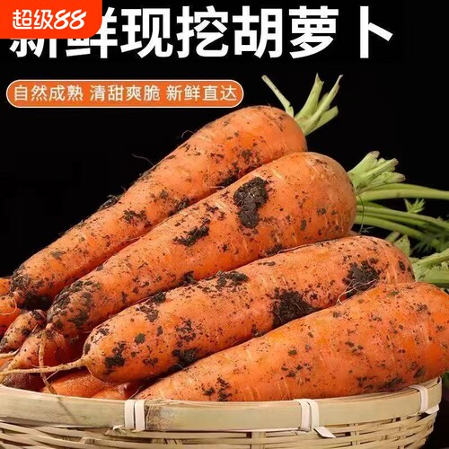 带土胡萝卜沙土地蔬菜水果红萝卜现挖现发农家自种新鲜食材营养