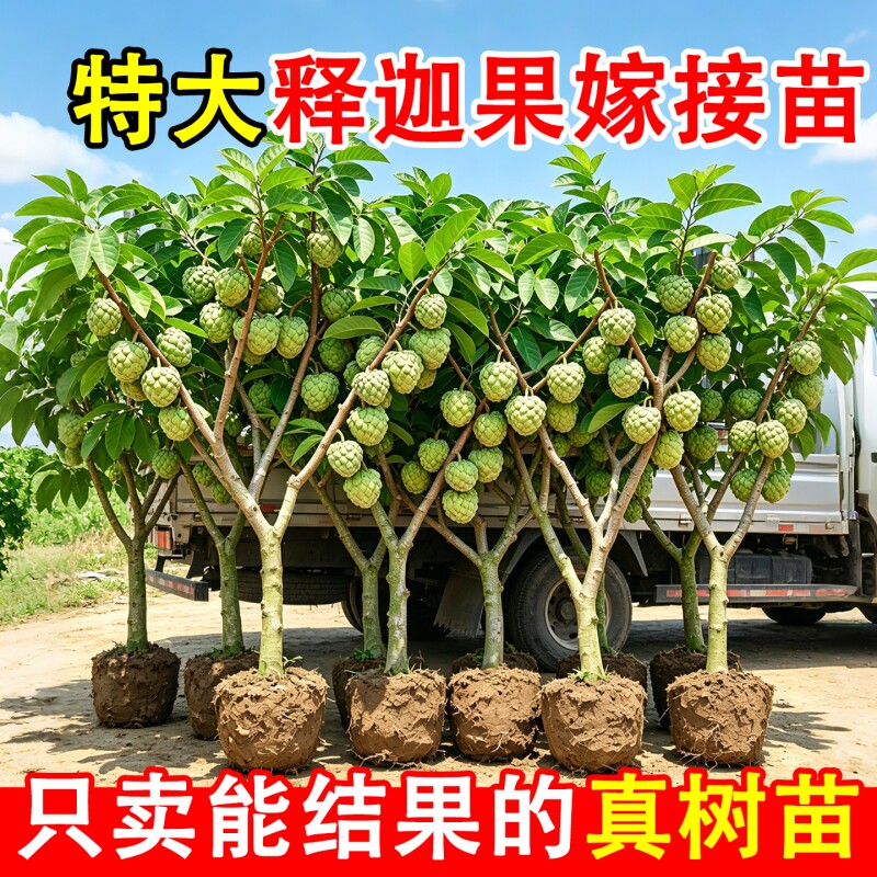释迦果苗树特大嫁接苗凤梨果树庭院南方种植盆栽地栽好养活水果图片