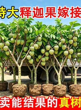 释迦果苗树特大嫁接苗凤梨果树庭院南方种植盆栽地栽好养活水果
