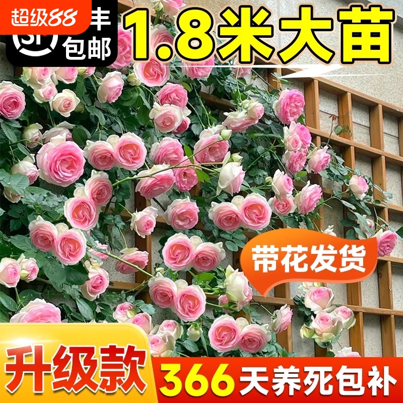 1米8高大藤本月季蔷薇花苗爬藤绿植物四季开花卉盆栽玫瑰特大种植