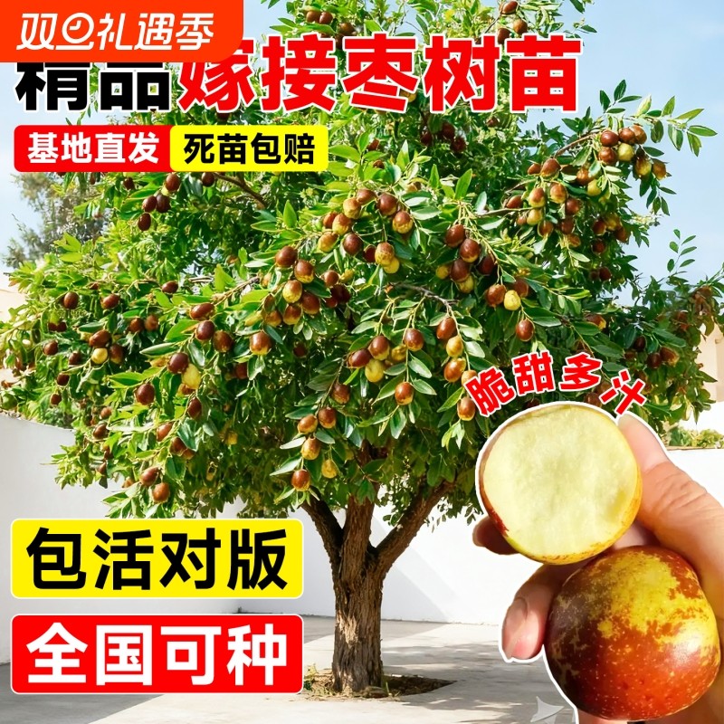 枣树活苗冬枣苗南北方种植嫁接