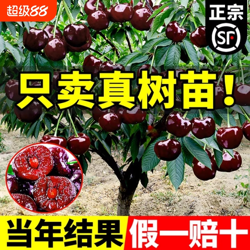 正宗车厘子树苗果树盆栽矮化特大樱桃树苖南方北方种植果苗嫁接