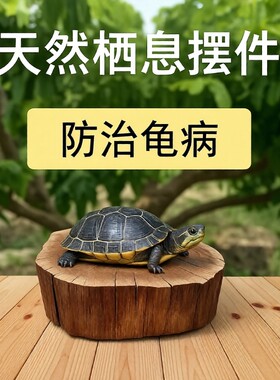 龙眼木乌龟爬台|超6000次加购