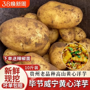 现挖恩施小土豆黄心洋芋迷你马铃薯高山新鲜土豆农家自种5斤