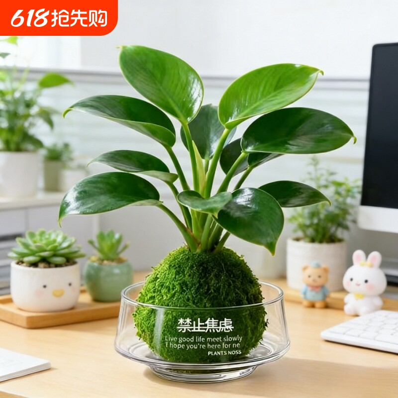 精品金钻盆栽植物绿公主水培绿植吸高颜值防辐射室内多肉四季好养