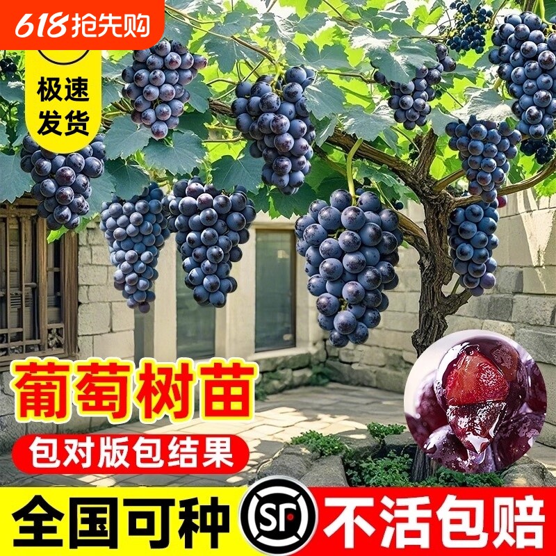 蓝宝石葡萄树苖巨峰葡萄苗阳光玫瑰无籽南方北方种植盆栽庭院爬藤