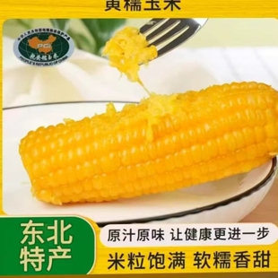 东北黄糯玉米10棒 软糯香甜源头工厂直发 新鲜甜糯玉米棒真空包装