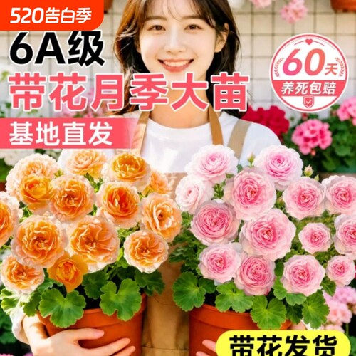 月季花苗四季老桩带花苞大花特大号天方夜谭多头月季浓香果汁阳台