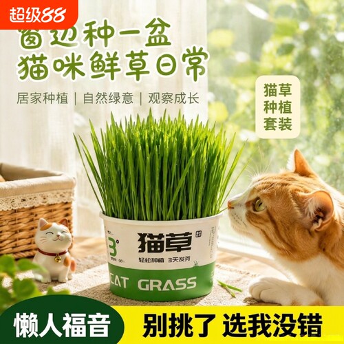 懒人泡面猫草盆栽种子猫咪助猫排毛球过滤排毛化毛球助消化