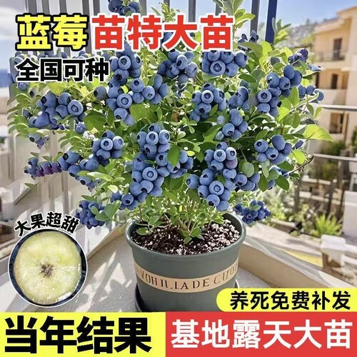 蓝莓树果苗盆栽蓝梅树苗带大果草莓室内耐寒南北方车厘子四季结果 - 封面