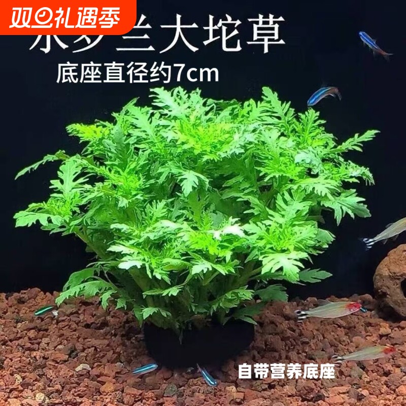 养鱼水罗兰坨草自带坨基造景阴性增氧净水后景新手水草植物好养活