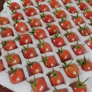 【广东正宗电白千禧】冰糖圣女果应季蔬菜新鲜孕妇水果樱桃小番茄