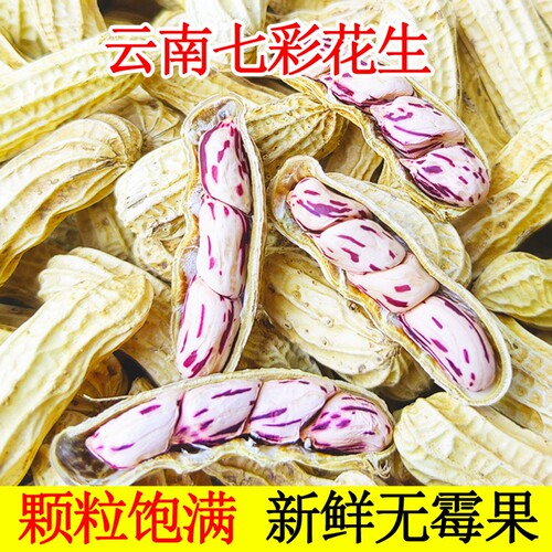 七彩花生云南特产带壳七彩花生米2026新货生熟水煮咸干五彩花生