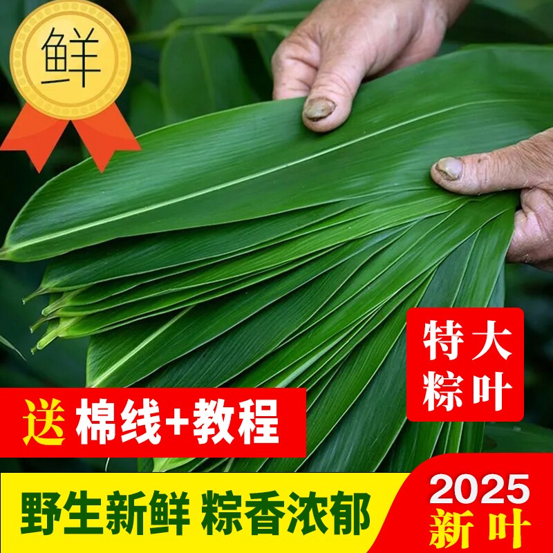 粽叶新鲜粽子叶大号精选包粽子专用的叶子端午鲜叶干叶特大家商用