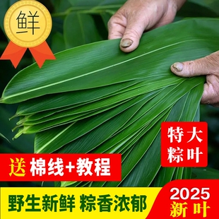 粽叶新鲜粽子叶大号精选包粽子专用的叶子端午鲜叶干叶特大家商用