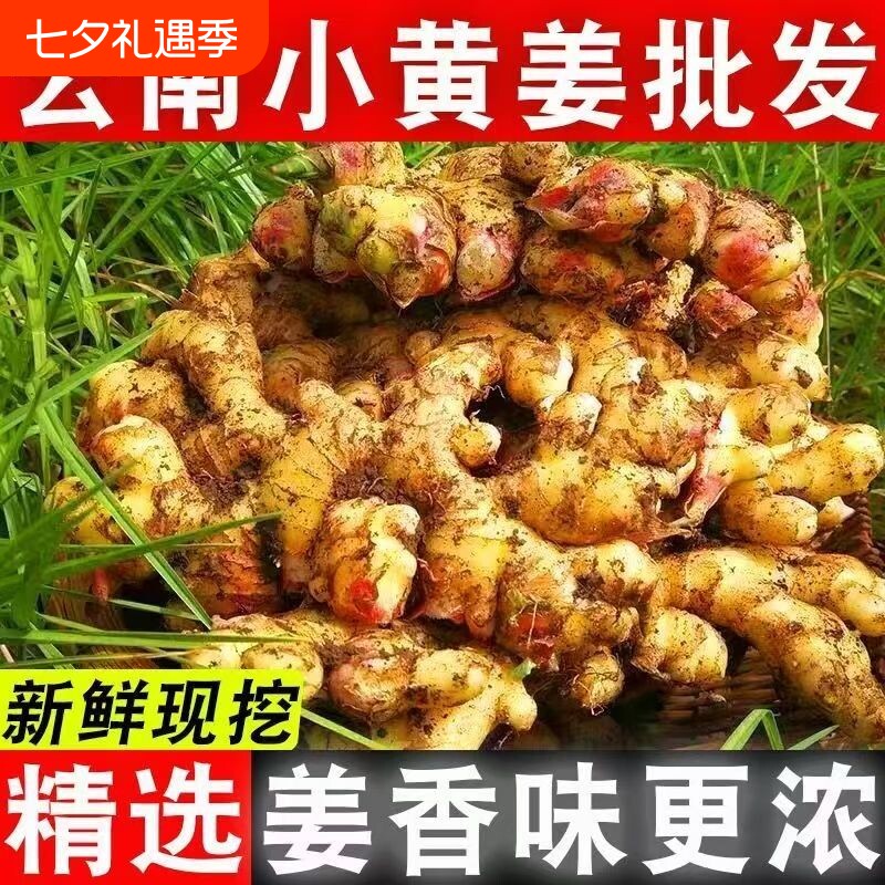现摘现发云南生姜小黄姜新鲜嫩姜老姜特级大块姜土姜月子姜蔬菜