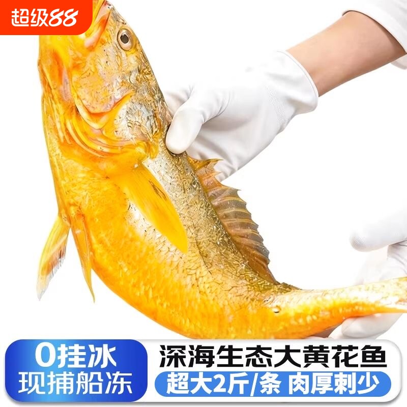 黄花鱼新鲜冷冻大黄鱼鲜活深海小黄鱼半野生年货海鲜2斤一条水产图片