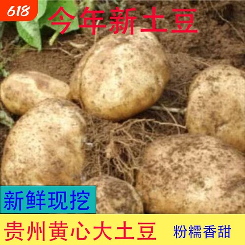 高山特产新鲜蔬菜大土豆