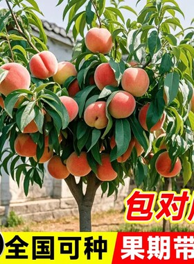 黄桃树苗桃树果苗嫁接苗冬桃油南方北方种植桃苗当年结果脆桃锦绣