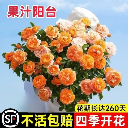 果汁阳台月季盆栽花苗四季花卉带花苞植物玫瑰嫁接优选开花金丝雀