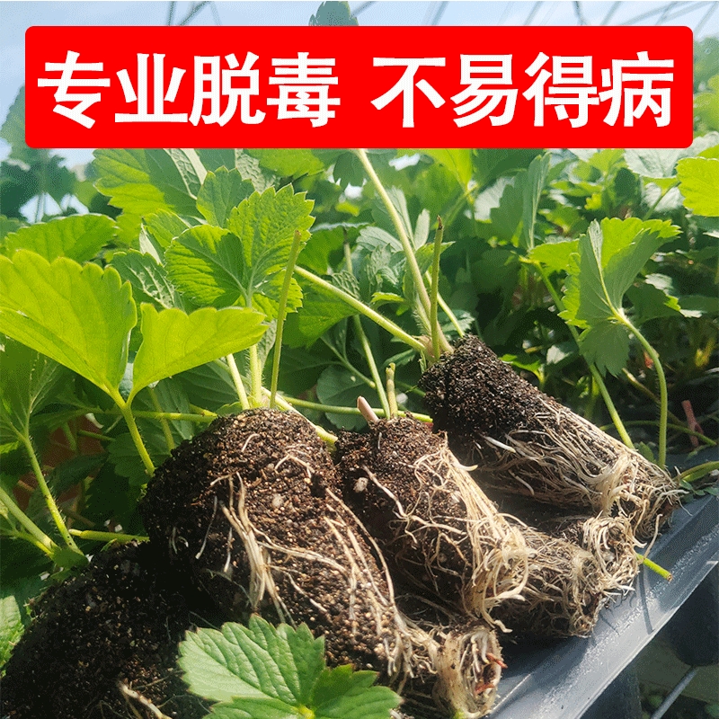 四季草莓苗奶油红颜草莓秧大棚种植草莓盆栽当年结果新苗带土果苗