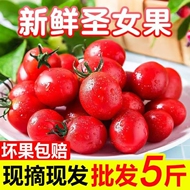 净重5斤现摘圣女果小番茄西红柿新鲜水果千禧小番茄新鲜蔬菜水果