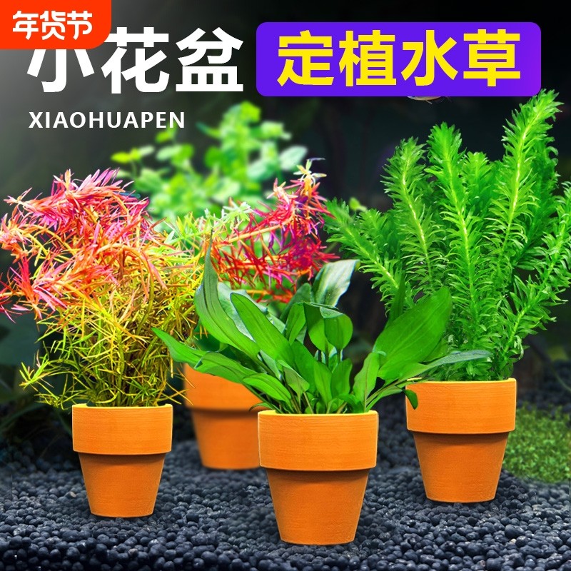 花盆定植水草鱼缸造景专用绿菊水培真草装饰水草植物沉底水质水兰,宠物/宠物食品及用品,水草,淘宝优惠券,粉丝福利购,淘宝优惠卷