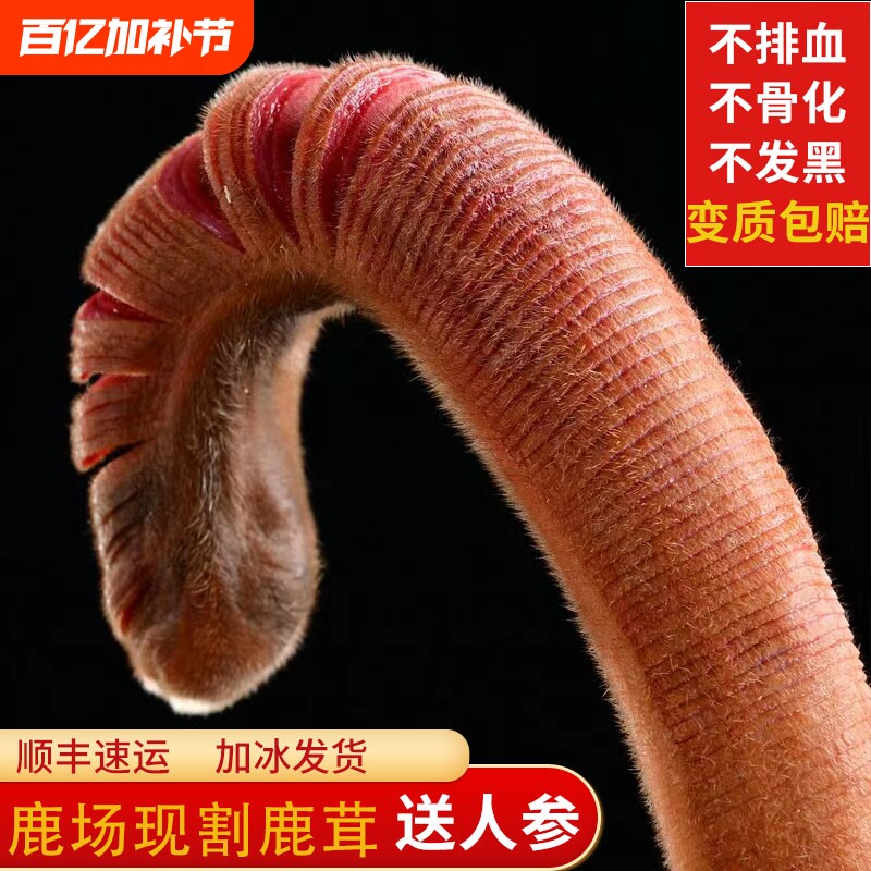 东北鲜鹿茸整根梅花鹿茸整枝鹿角新鲜带血鹿茸片头茬泡酒药材正品