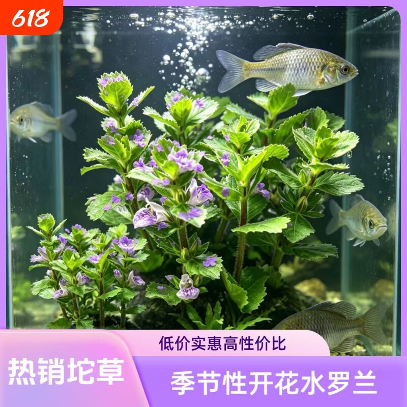 水萝兰坨草鱼缸造景水草绿植阴性后景净水增氧新手懒人好养活开花