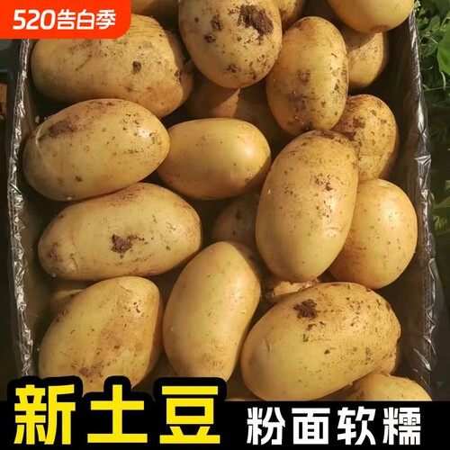 正宗贵州土豆现挖新鲜洋芋