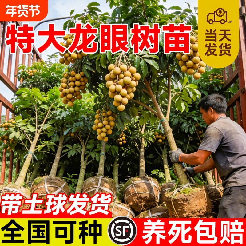 精品龙眼树苗嫁接果树苗储良石硖桂圆带特大号带土球南方庭院种植,鲜花速递/花卉仿真/绿植园艺,果树,淘宝优惠券,粉丝福利购,淘宝优惠卷