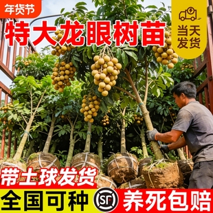 精品龙眼树苗嫁接果树苗储良石硖桂圆带特大号带土球南方庭院种植