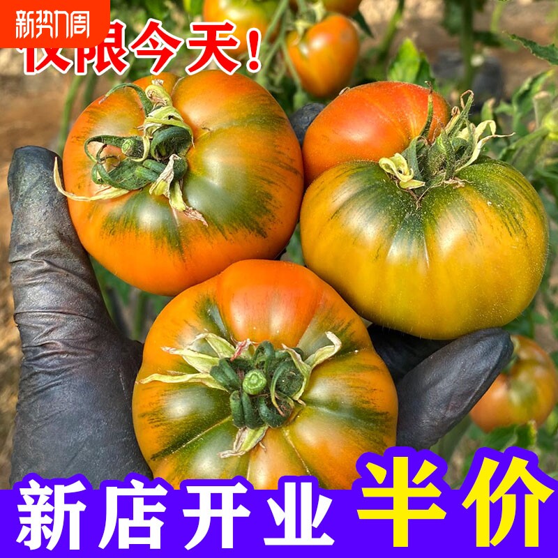 草莓柿子西红柿新鲜自然熟铁皮柿子 5斤盘锦碱地生吃绿腚水果番茄