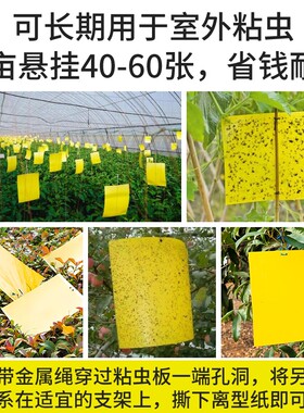 双面粘虫板黄板果蝇诱虫板菜地驱虫神器驱蚊蝇果树强力蚊子室外
