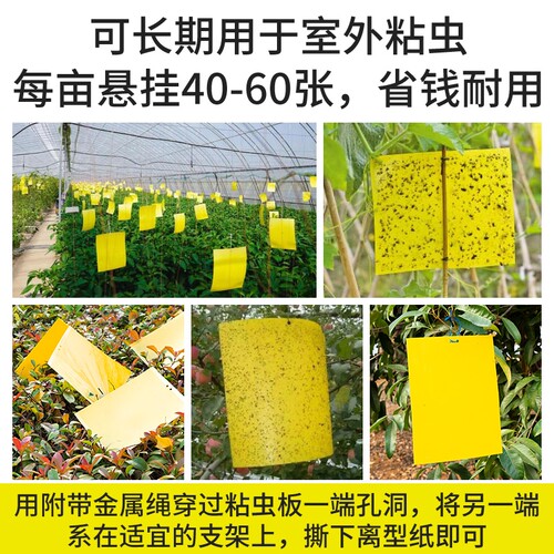 双面粘虫板黄板果蝇诱虫板菜地驱虫神器驱蚊蝇果树强力蚊子室外