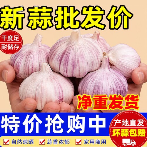 2026年新干蒜5斤大蒜头超大果干蒜大蒜头当季新鲜干蒜包邮直发