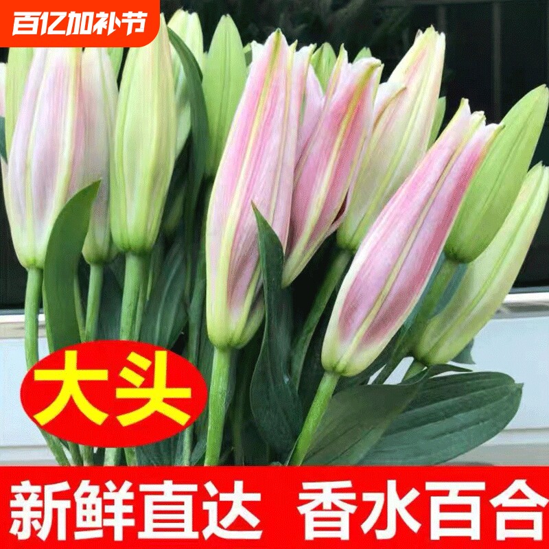 云南昆明基地现采香水百合鲜花直发水养插花精选鲜切花佳品花客厅