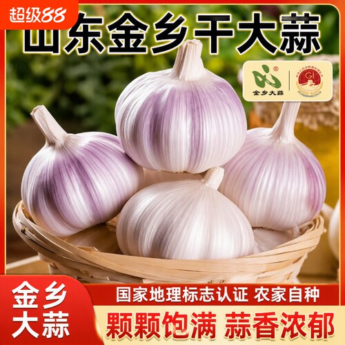 同款山东金乡大蒜头紫皮蒜新鲜颗粒生鲜蔬菜产地直发发芽种植挑选