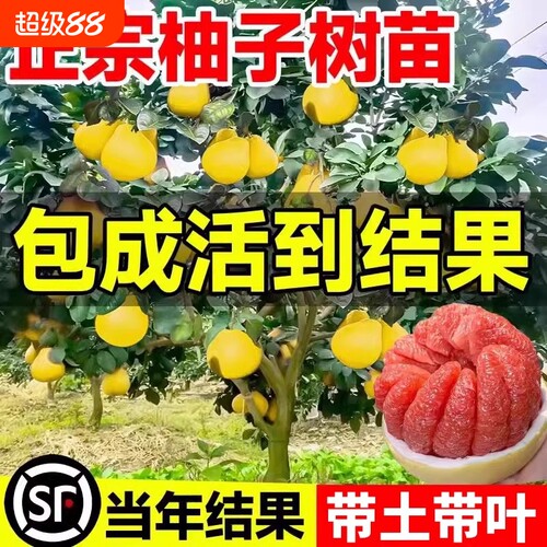 苹果树苗南北方种植盆栽地