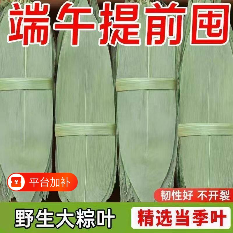 粽子叶粽叶干大号棕叶新鲜包粽子的竹叶子干粽叶商用箬叶材料