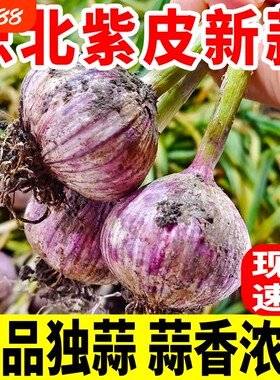 2026黑龙江紫皮独头蒜露天大蒜头新鲜湿蒜应当季珍珠圆头独蒜辣蒜
