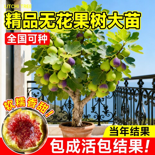 无花果树果苗带果盆栽南北方阳台四季耐寒地栽