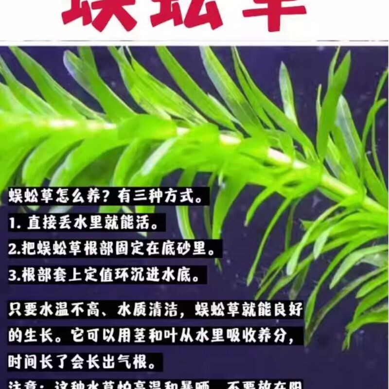 蜈蚣草水草植物鱼缸造景专用和鱼共养净化水质绿植懒人养鱼竹节草