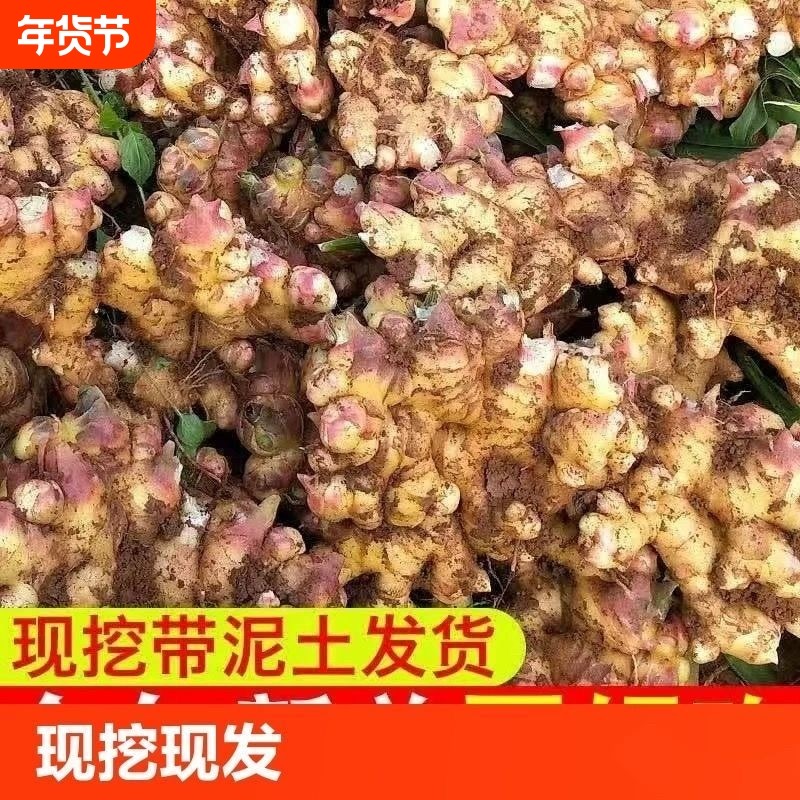 云南正宗生姜小黄姜新鲜嫩姜大块姜土姜月子姜现挖高山姜蔬菜,水产肉类/新鲜蔬果/熟食,生姜/南姜,淘宝优惠券,粉丝福利购,淘宝优惠卷