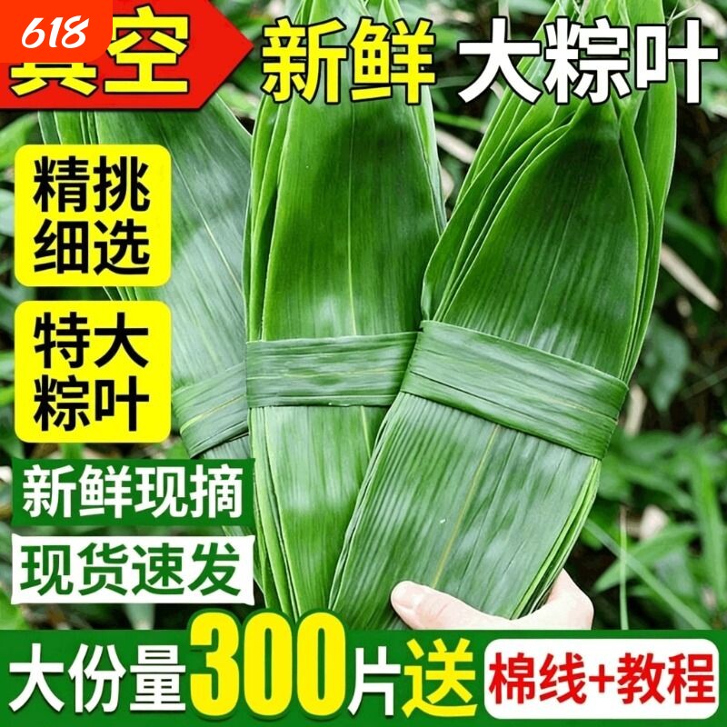 粽子叶现摘新鲜大号棕叶包粽子专用的叶子端午节家商用批发干粽叶