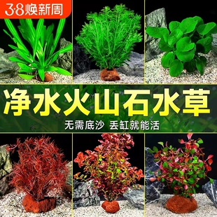 火山石水草植物鱼缸造景蜈蚣草绿菊水培摆件套餐造氧真草水质养鱼