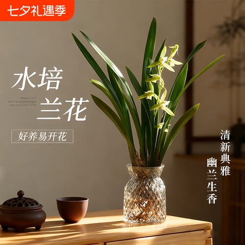 水培香水兰花苗|超1.2万次加购