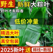 粽叶粽子叶新鲜大粽叶天然野生现摘箬叶真空装包粽子专用粽叶批发