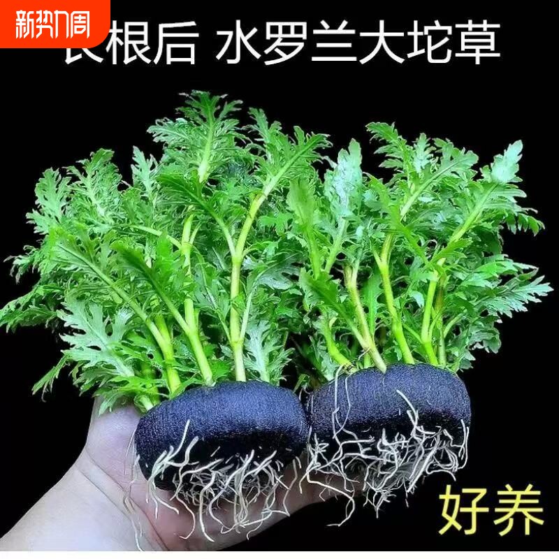 水罗兰坨草鱼缸造景真水草带坨植物阴性新手懒人好养净水增氧淡水